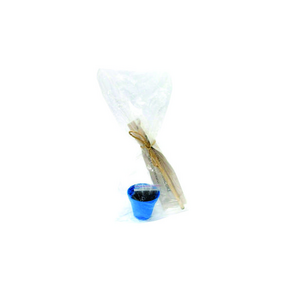 Kit lápis semente
