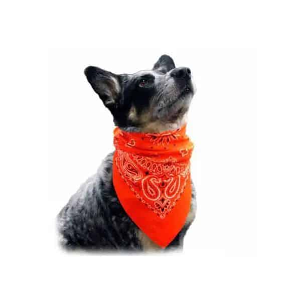 Lenços para Pet Personalizados Criativos